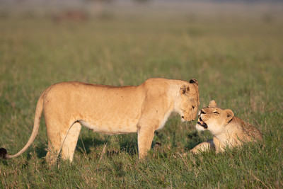 lions greet one another