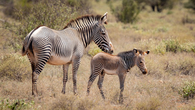 Grevy Zebra with young