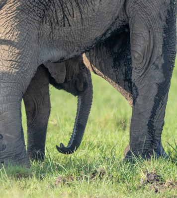 Hiding under parent