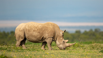 White Rhino
