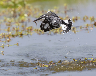 Pied kingfisher catches fish