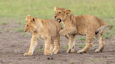 Cubs playing