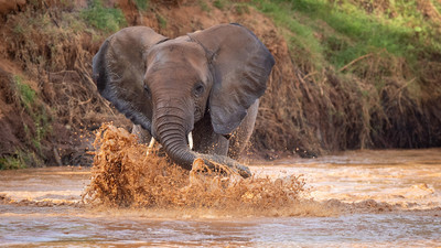 Elephant in river