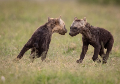 Spotted_hyena_pups
