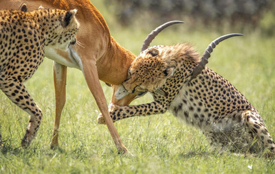 cheetahs killing Impala2