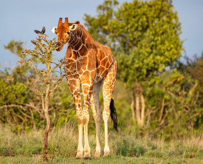 Reticulated Giraffe in Samburu