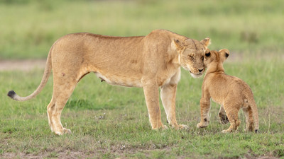Lion cub greets mom