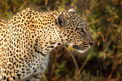 Leopard