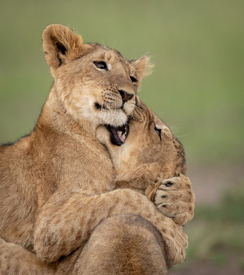 lion cubs biting neck