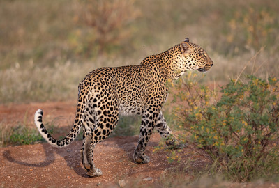 Leopard walking
