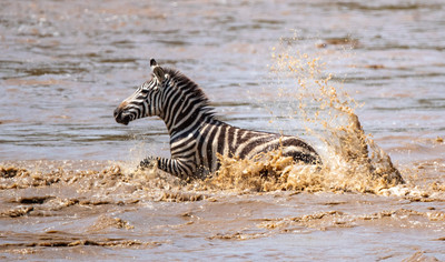 Zebra swimmingjpg