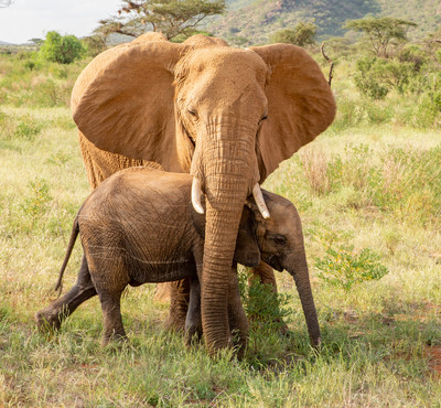 Young hiding under trunk