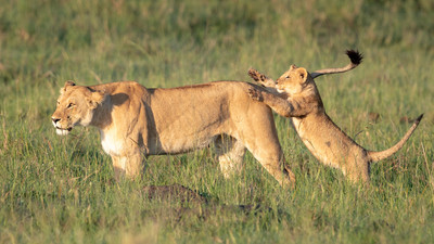 Lion cub jumps on mom