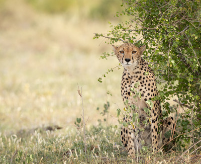 Cheetah sittingjpg