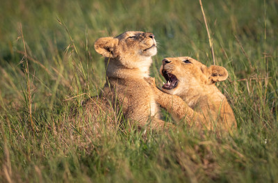 Cubs playing rough