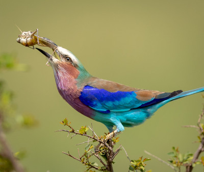 Lilac breasted Roller with grasshopper