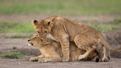 lion cubs