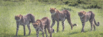 Mother cheetah with 4 cubs hunting