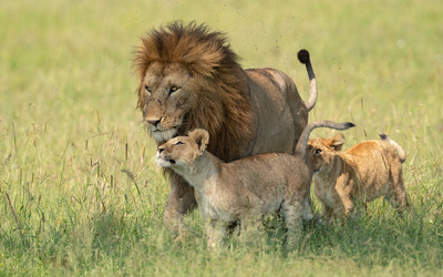 Lion with young