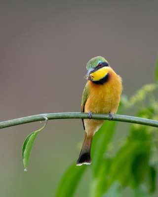 Little bee-eater with bee