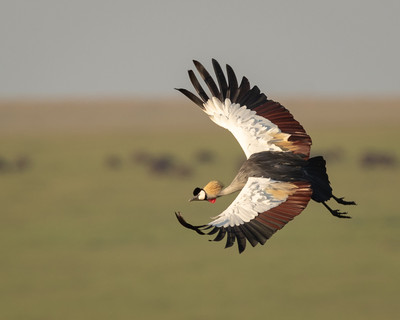 Crowned crane flying