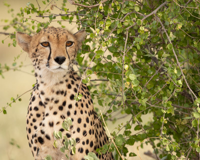 cheetah closeup