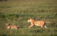Lioness_chases_cub