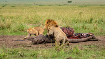 Male chasing female lion from his carcass
