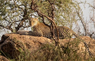 Leopard resting on rock