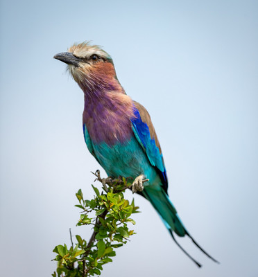 Lilac breasted Roller