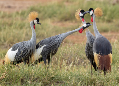 Crowned crane mating ritual