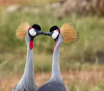 Crowned Cranes Kissing