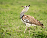 Cora_Bird