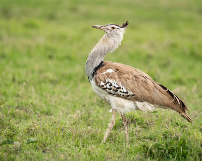 Cora_Bird
