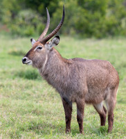 Male_Water_Buck