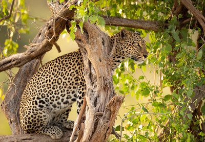 Leopard in tree
