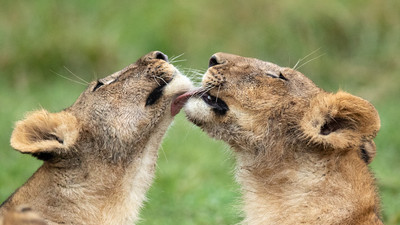 Lioness lick