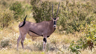 Beisa Oryx