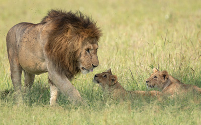 Lion sniffs cub