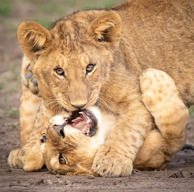 Cubs wrestling