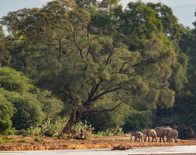 Elephants on the river