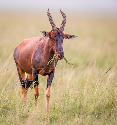Topi