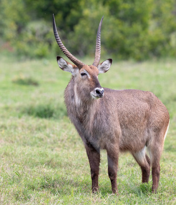 Male Waterbuck