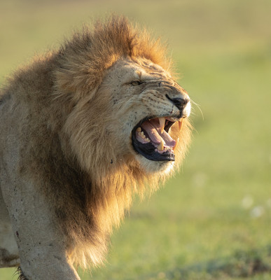 Lion growl