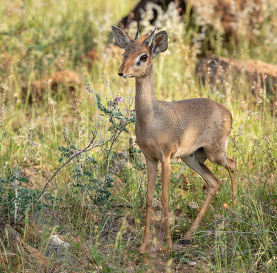 Kirk's Dik-dik