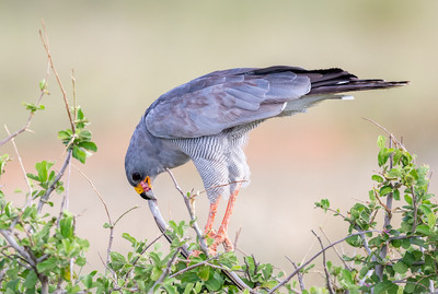 Hawk