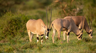 Oryx, Beisa