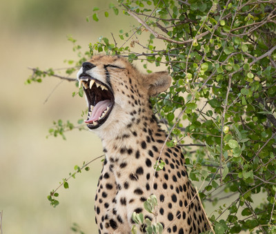 cheetah yawning