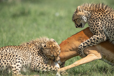 cheetahs killing Impala3