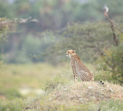 Cheetah hunting on hill